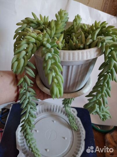 Очиток Моргана