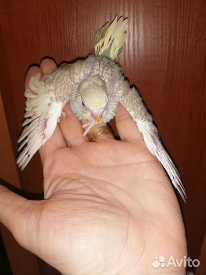 Птенцы волнистый попугай