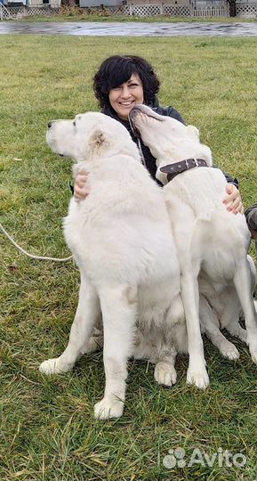 Выгул собак, догситтер (зооняня)