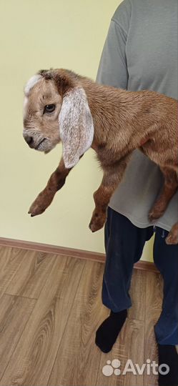 Продаются козлики