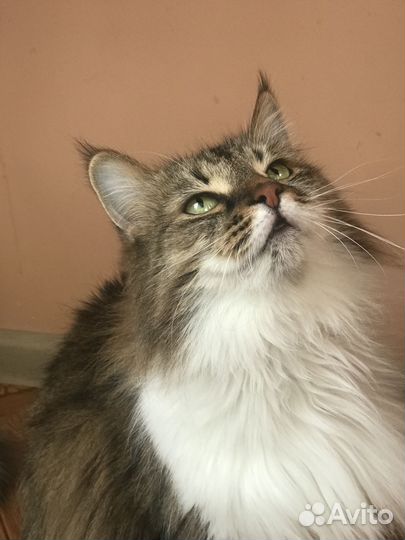 Отдам бесплатно кошку
