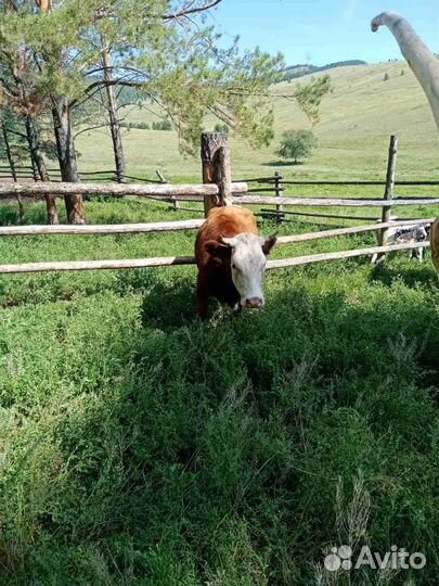 Корова на мясо