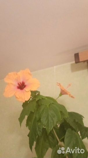 Гибискус сортовый взрослый