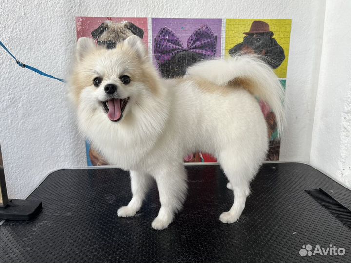 Грумер стрижка собак