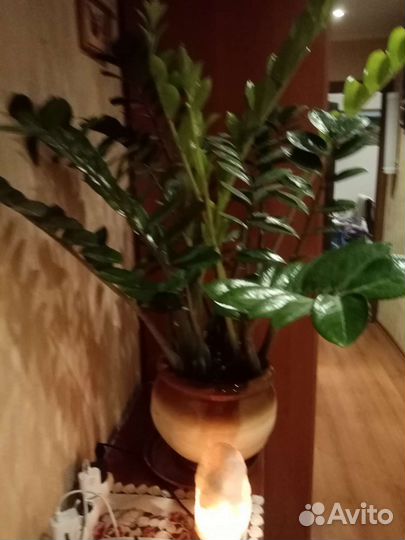 Замиокулькас