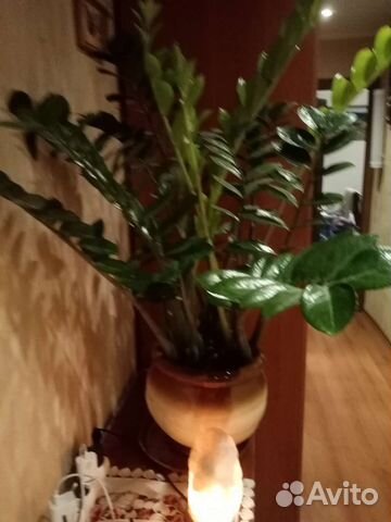 Замиокулькас