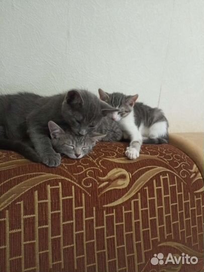 Кошки в добрые руки бесплатно