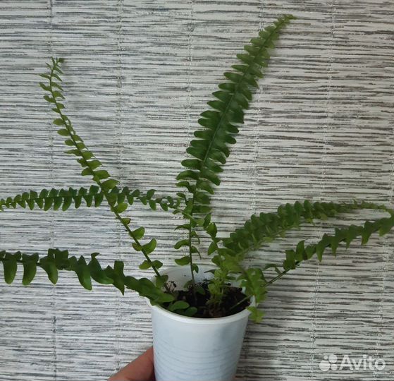 Папоротник Монтана