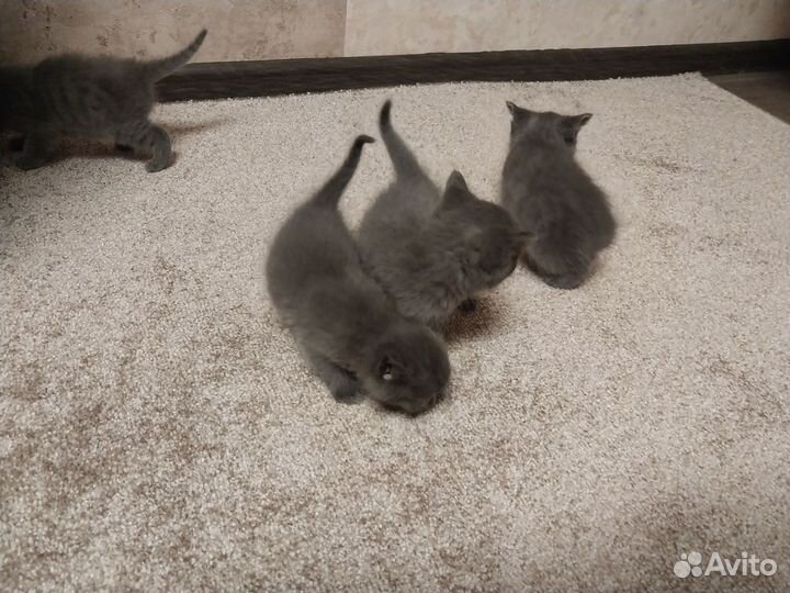 Британские котята