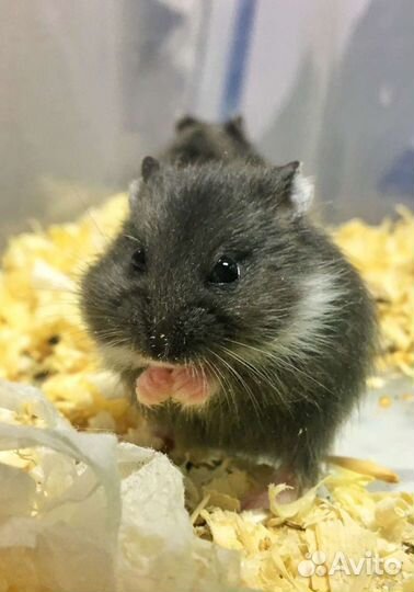 Хомячки сирийские и породы Кэмпбелла