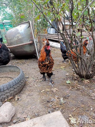 Молодые петухи