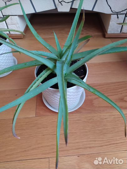 Комнатные домашние растения-Алоэ Вера