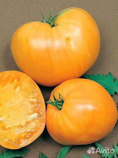 Томаты времён СССР Жёлтые мясистые