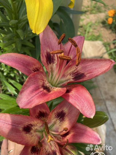 Азиатские лилии. Опт и розница