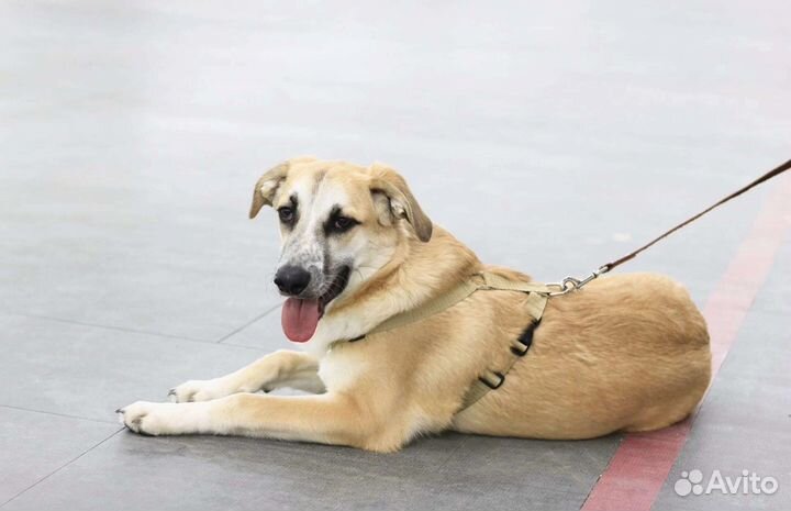 Щенок мальчик