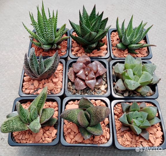 Литопсы живые камни, кактусы