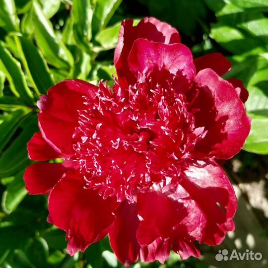 Пион HOT Chocolate