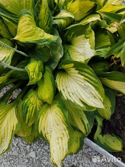 Хоста, Бадан