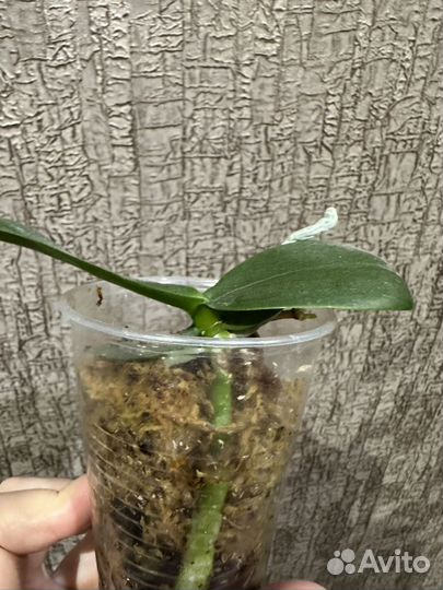 Орхидея фаленопсис детка