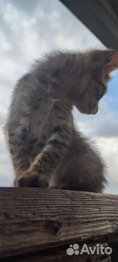 Котенок ищет дом