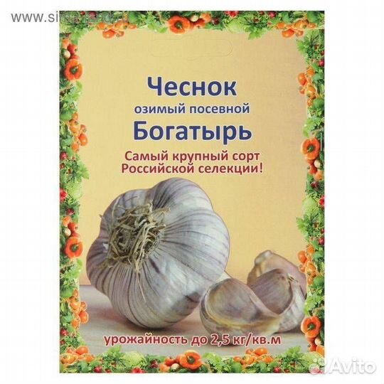 Озимый чеснок Богатырь