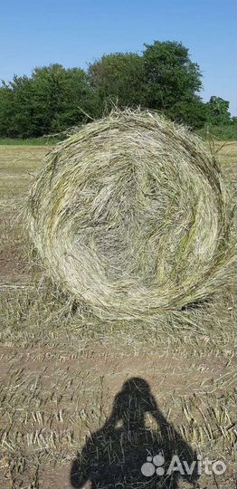 Сено суданка