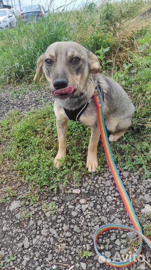 Собака в добрые руки отдам бесплатно