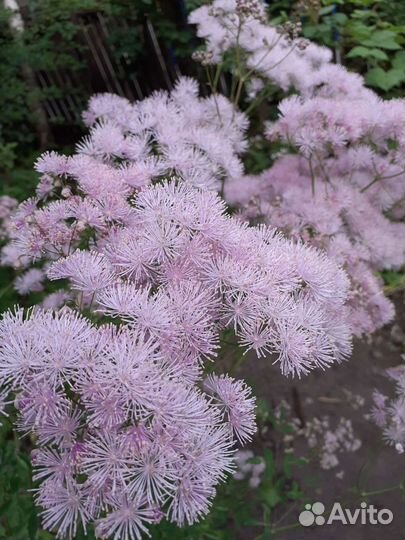 Василистник, мелисса