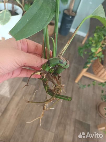 Филодендрон хвост дракона