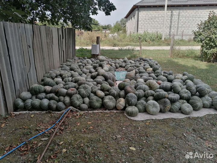 Тыква 25 за кг сладкая