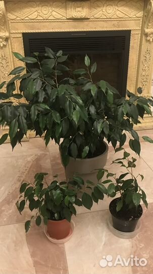 Фикус бенджамина