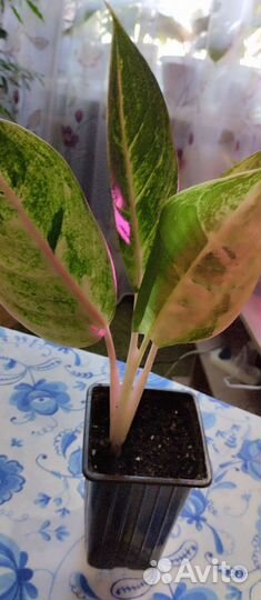 Аглаонемы и другие комнатные цветы