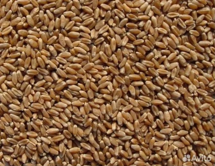 Пшеница/Овес
