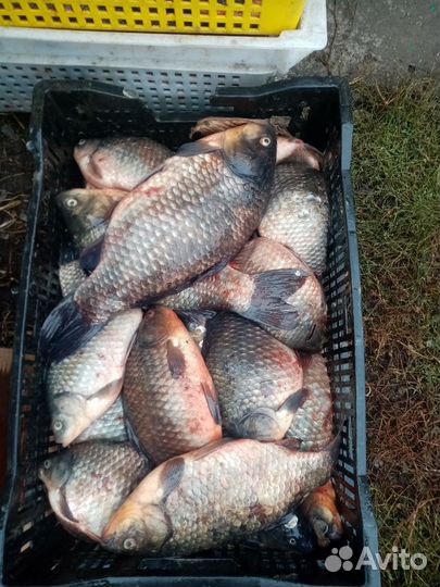 Продажа рыбы оптом и в розницу