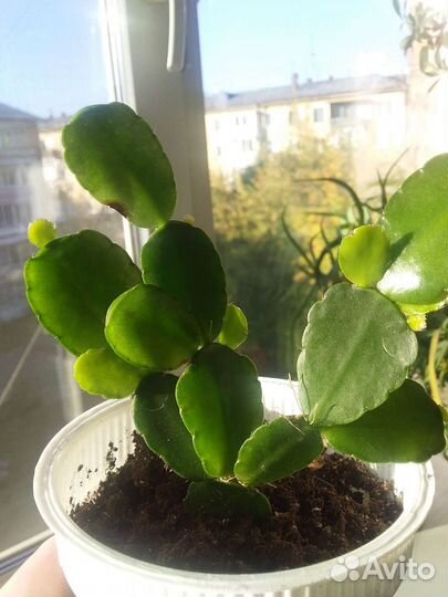 Растения шефлера