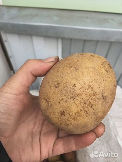 Продам картофель