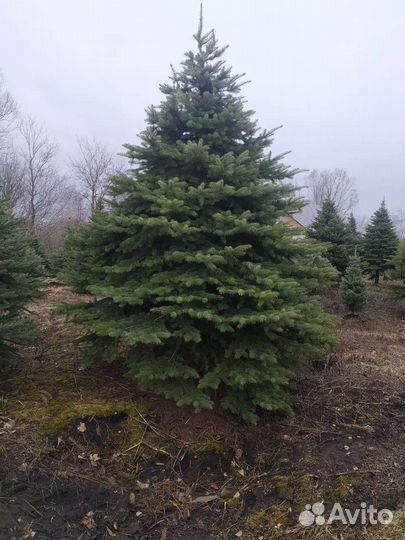 Ель колючая Глаука