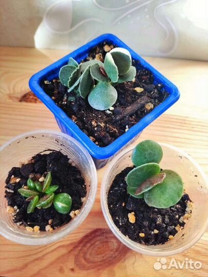 Кактусы и суккуленты