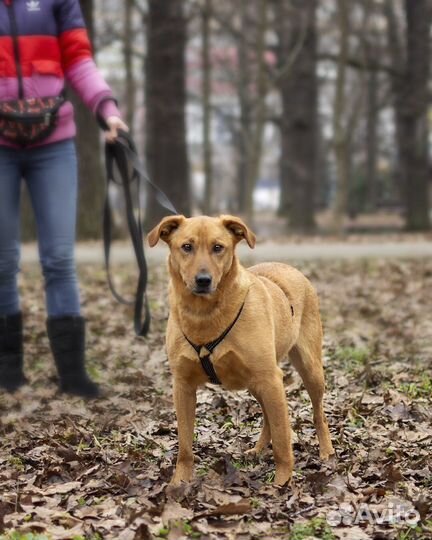 Собака в добрые руки/ бесплатно в дар