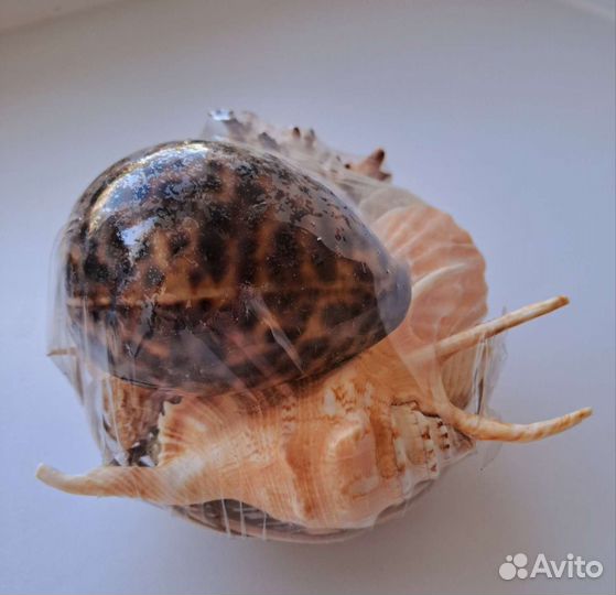 Набор морских ракушек