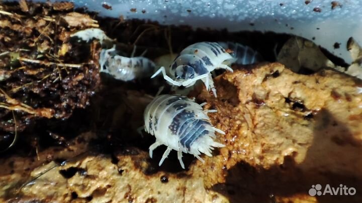 Доставка / Мокрица Porcellio Laevis var. Dairy Cow