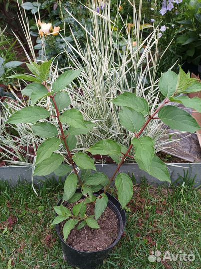 Гортензия Полярный медведь