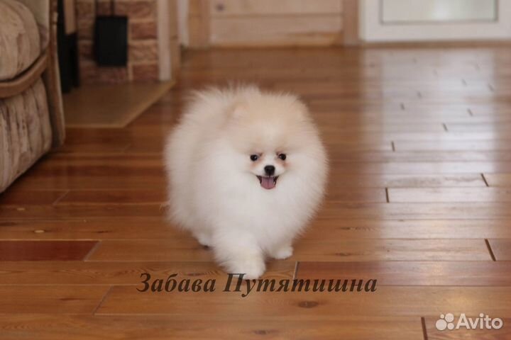 Шпиц шикарный мишка