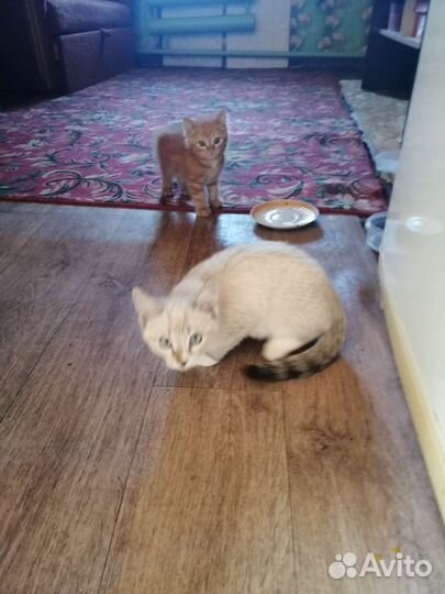 Котята в добрые руки