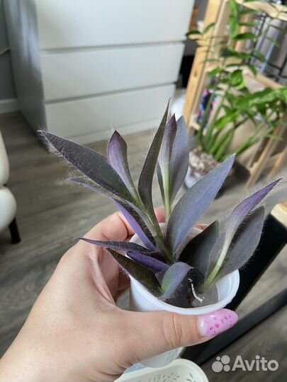 Традесканция