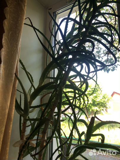 Алоэ лечебный