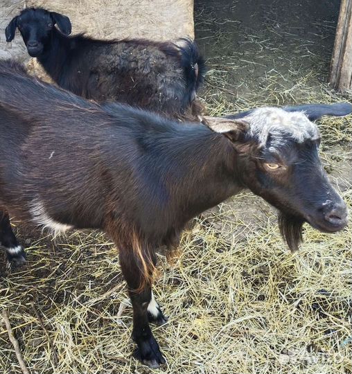 Дойная коза и покрытые козы