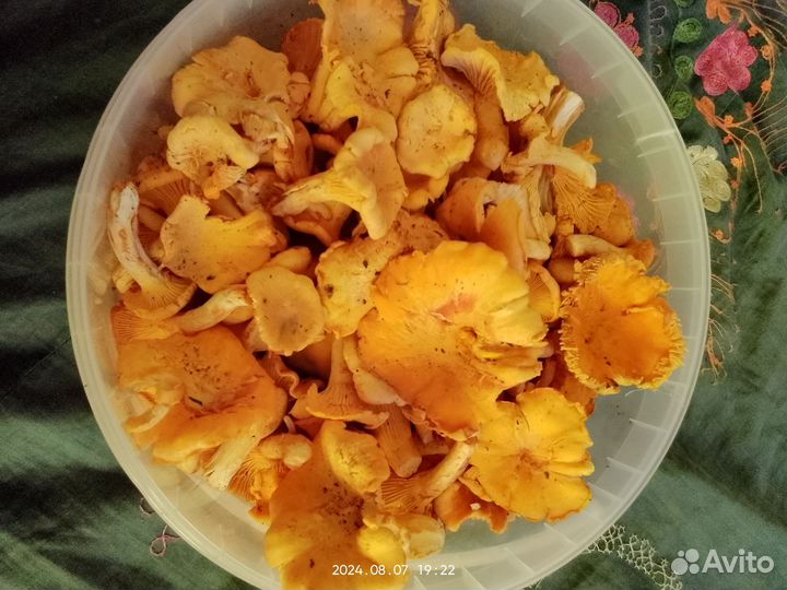 Грибы лисички