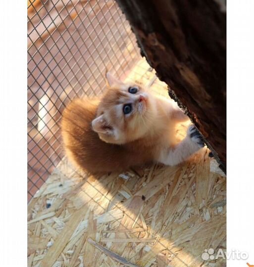 Шотландская золотая шиншилла мальчики