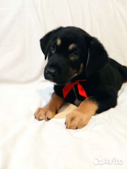 Щенки на охрану